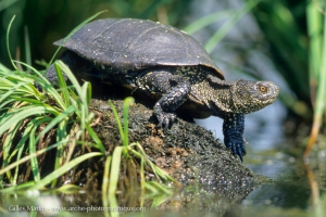 La Cistude d‘Europe est une tortue aquatique indège en France. On peut la rencontrer au sein de différentes zones humides (étangs, mares, marais, cours d‘eau). Comme tout reptile, elle a besoin de se chauffer au soleil afin d‘optimiser son métabolisme.