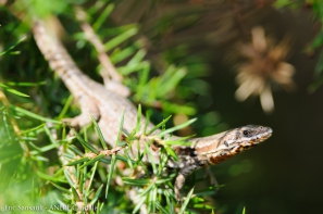 Podarcis muralis