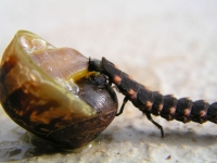 © Heinz ALBERS, www.heinzalbers.org, Licence CC BY 2.5 (Wikimedia)