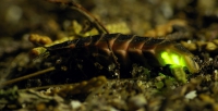 © Bobgaia, Licence CC BY NC. (Le Monde des Insectes)