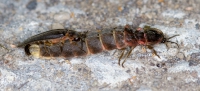 © Calimo, Licence CC BY-SA-3.0. (Wikimedia)