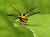 © Pierre GROS, Licence CC BY NC. (Le Monde des Insectes)