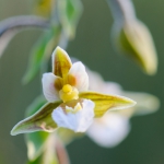 Le magnifique Epipactis palustris.